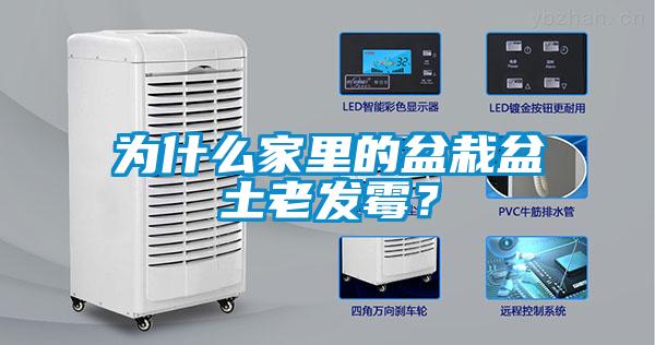 為什么家里的盆栽盆土老發霉？